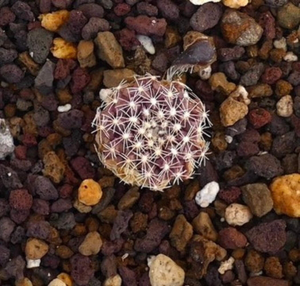 Neoporteria nidus X occulta (small seedling) –