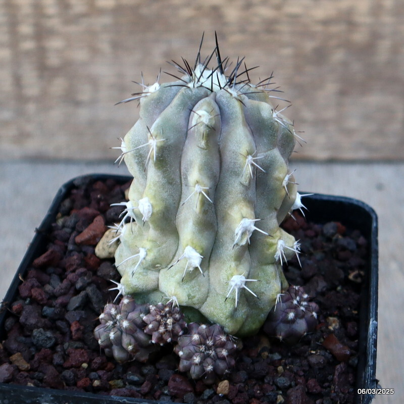 A5029 COPIAPOA MOLLICULA FR 525 pot 9 cm H 7,5 cm W 5,5 cm MaMa Cactus
