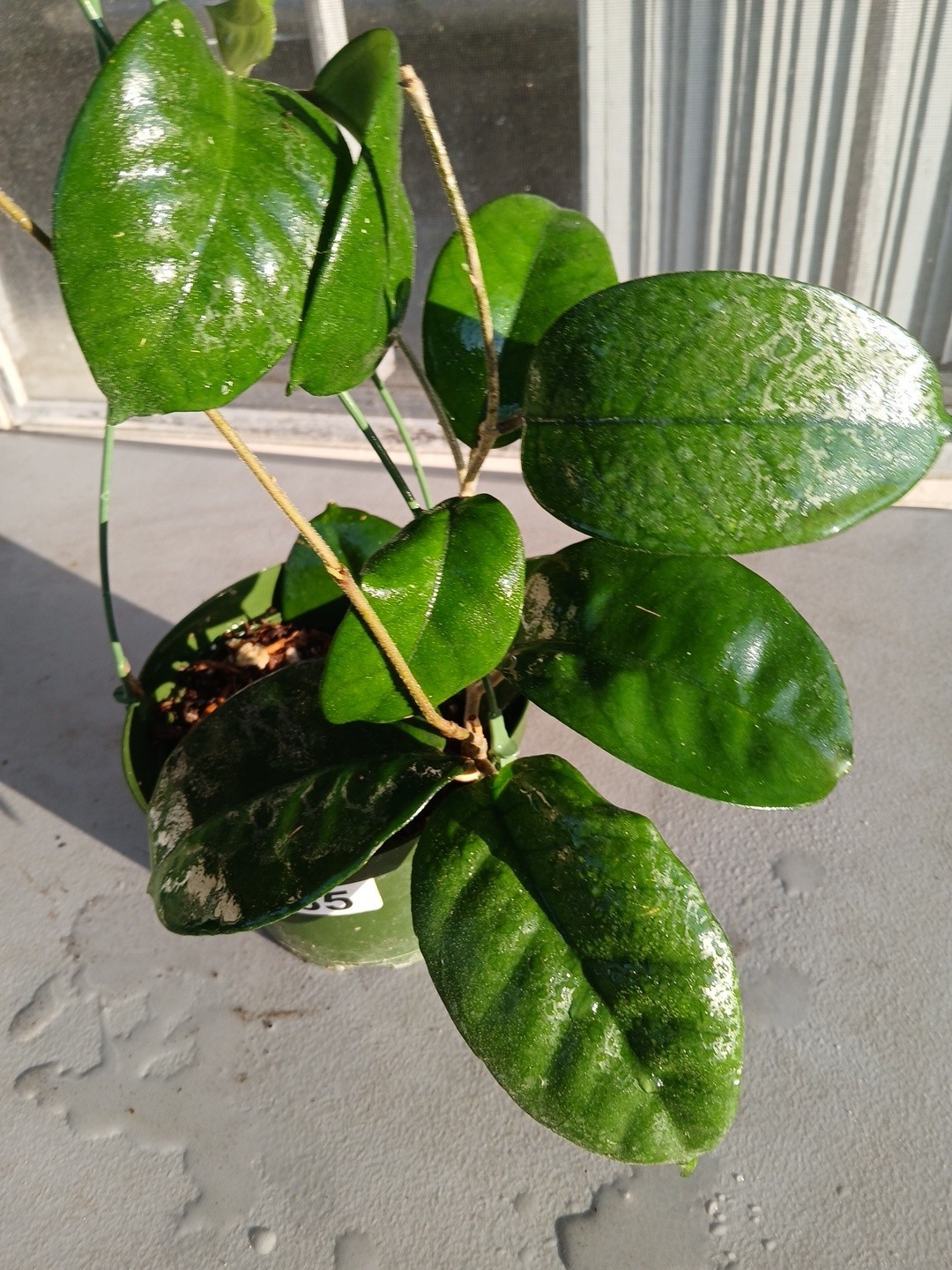 #865- HOYA FUNGI LIVE PLANT, LARGE LEAVES, LARGE PLANT,5″INCHES HANGER POT,