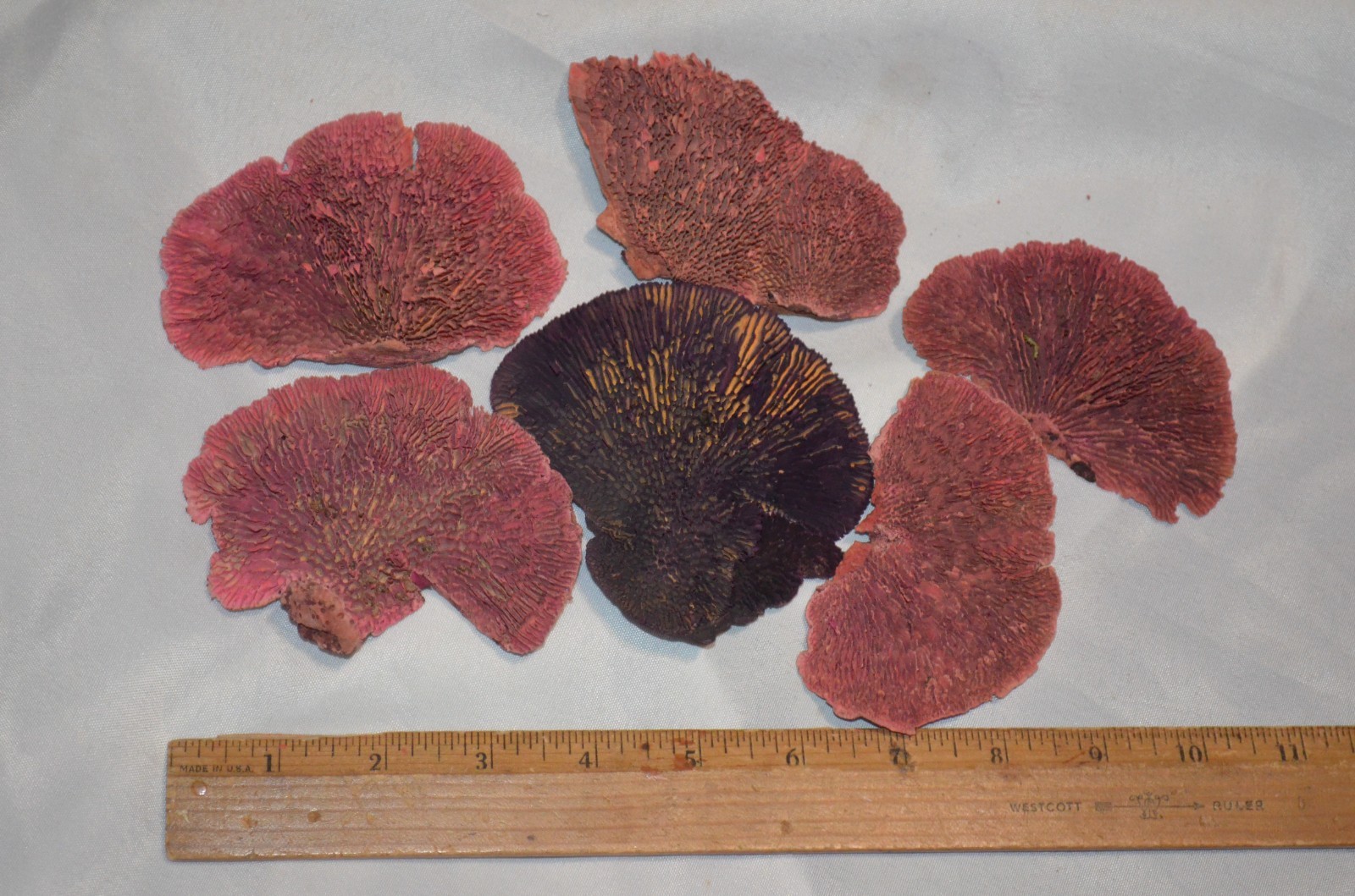 Floral Arrangement Crafts Lot of 6 Real Preserved Mushroom Pieces