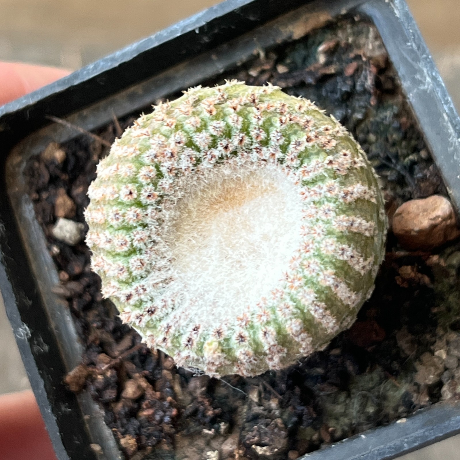 A42-2009 Yavia cryptocarpa, grafted
