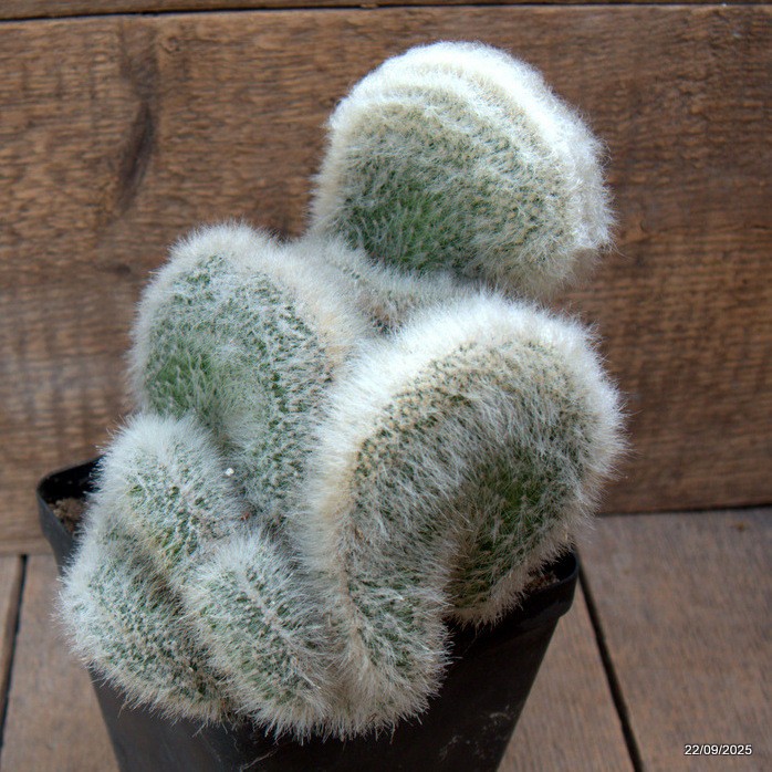 D6539 CLEISTOCACTUS STRAUSII CRESTED pot12-H18-W19 cm MaMa Cactus