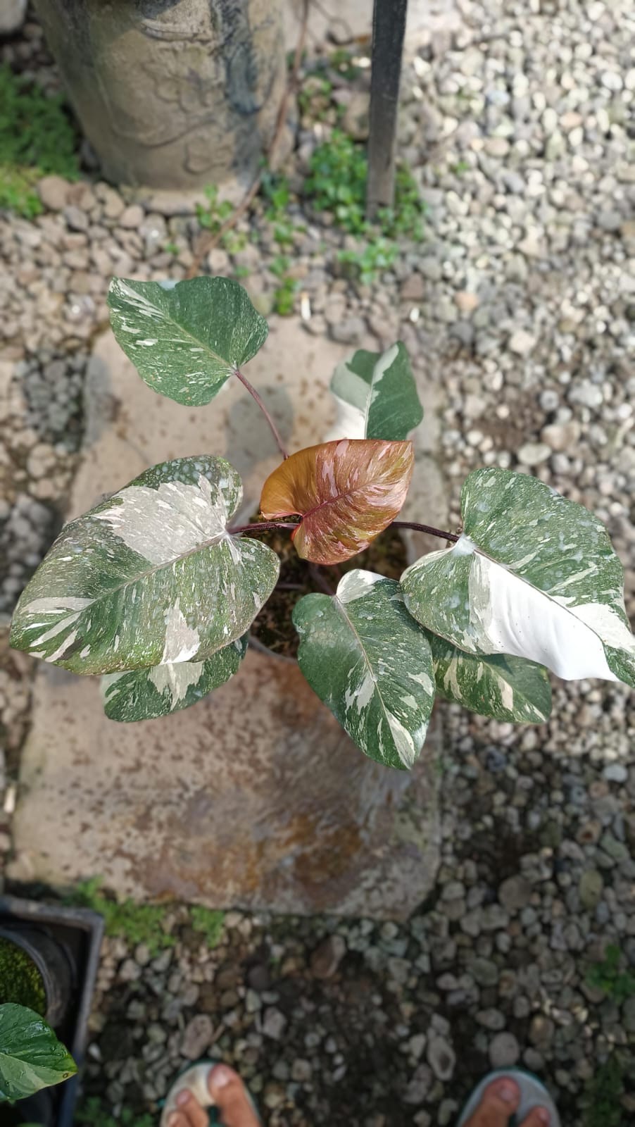 Real Picture Philodendron White Anderson Galaxy Marble Variegated Big Size