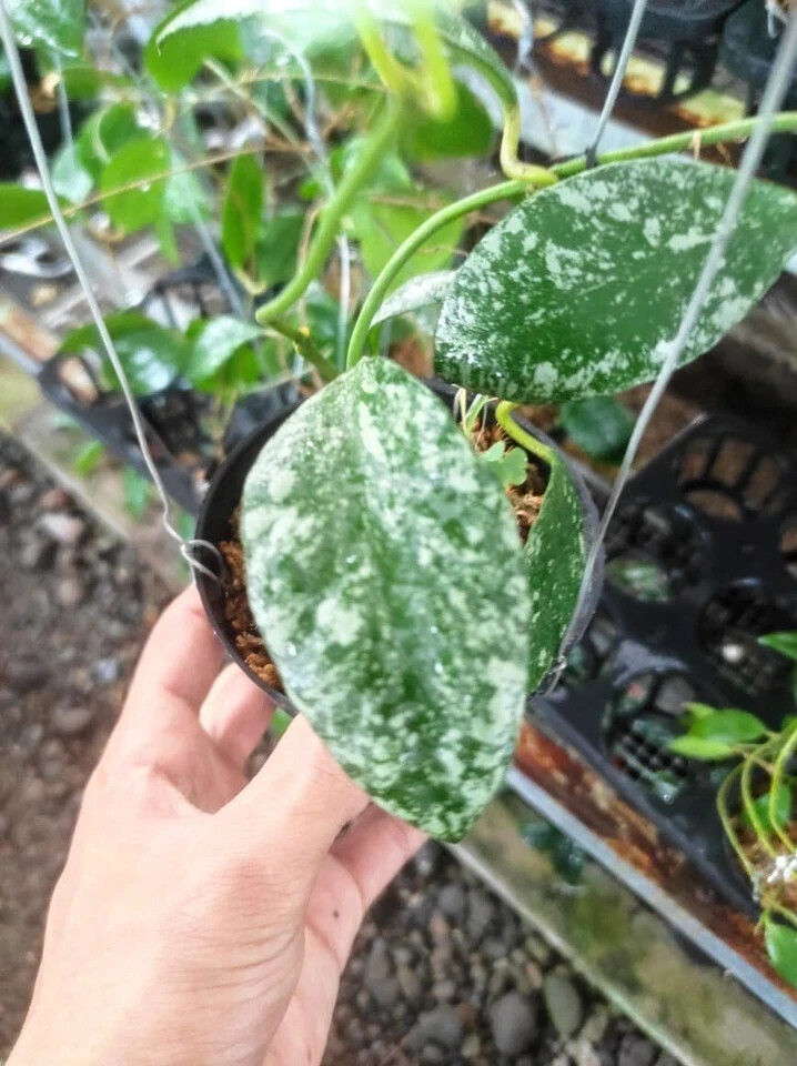 Wholesale or retail Hoya Waymaniae Splash