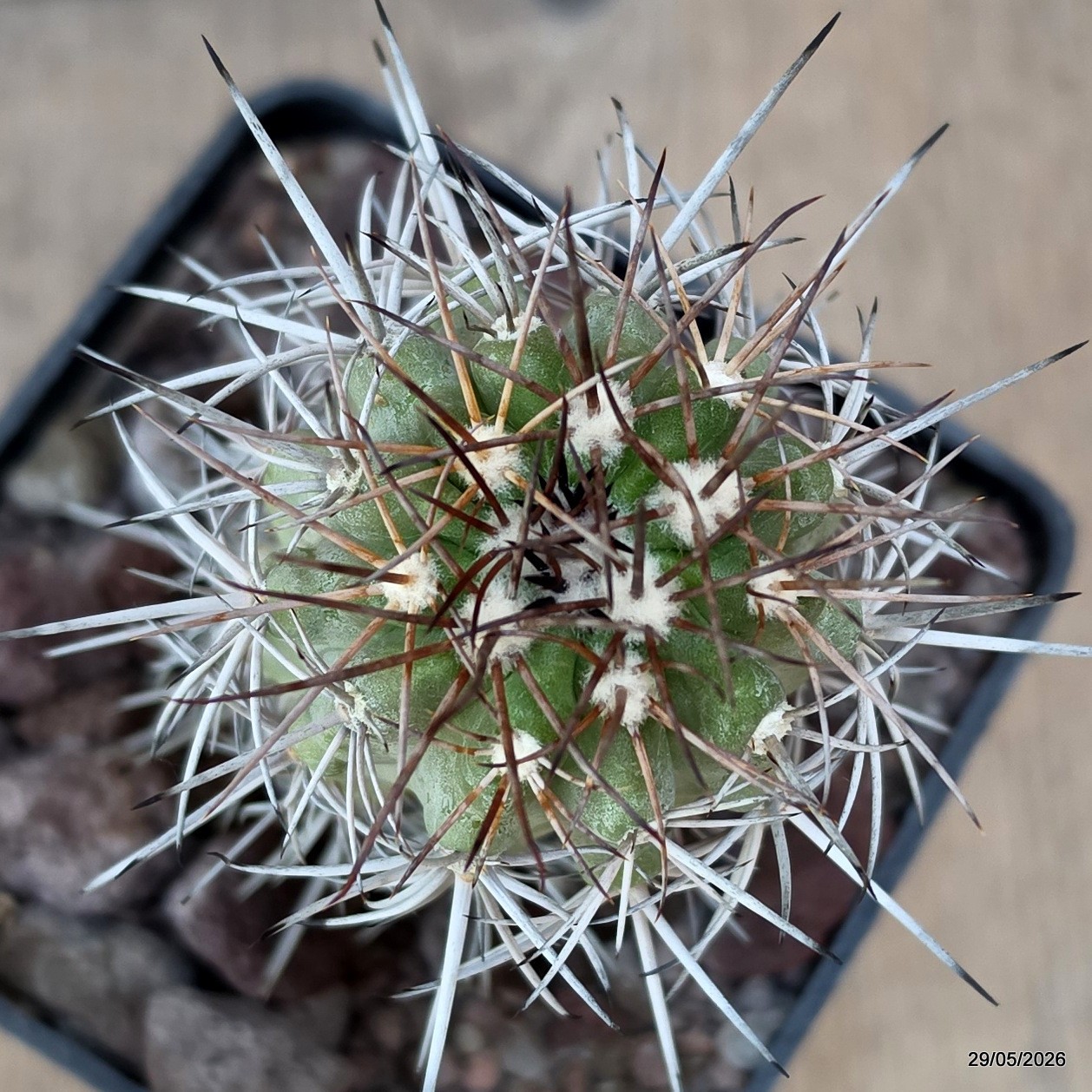 D3455 COPIAPOA WAGENKNECHTII KK58 pot10-H11-W5 cm MaMa Cactus