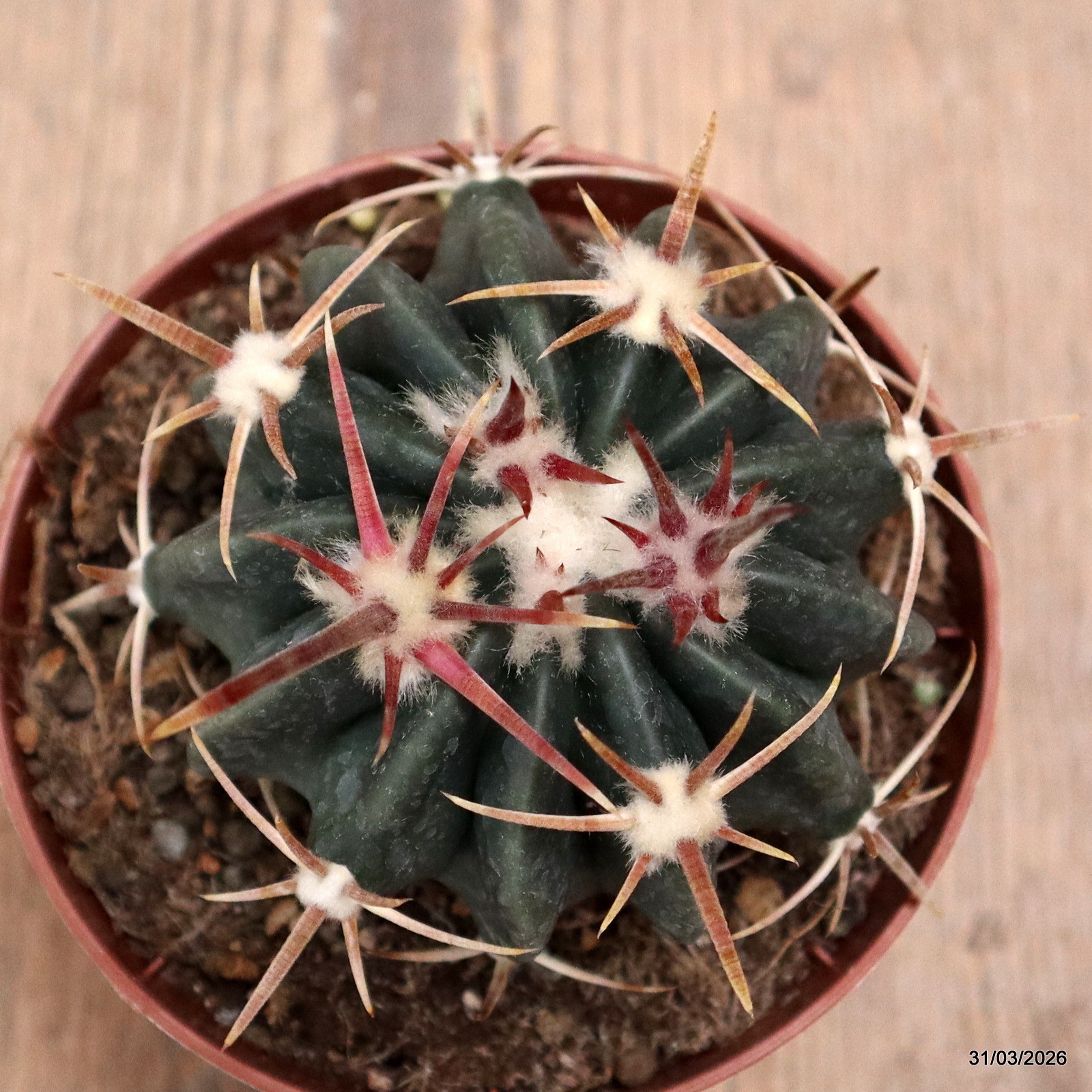 D8121 HOMALOCEPHALA TEXENSIS pot10-H6-W8 cm MaMa Cactus