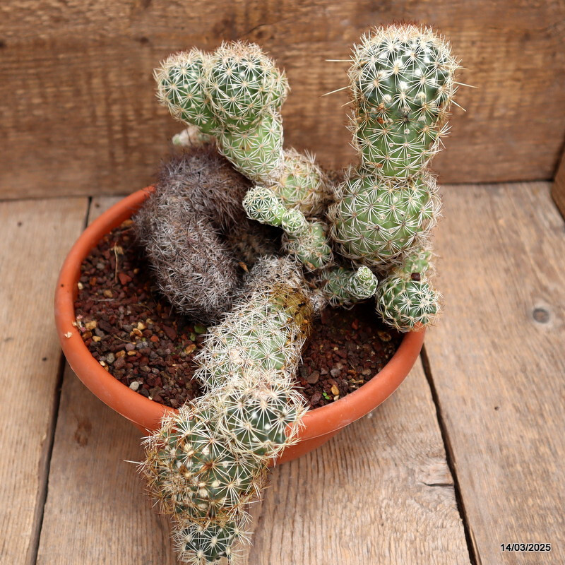 A2718 CORYPHANTHA VILLARENSIS pot20-H27-W36 cm MaMa Cactus