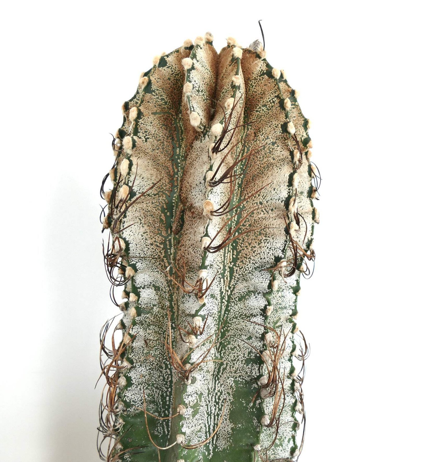 Astrophytum niveum (Cuatrocienegas) SEEDS – Rare Cactus SEEDS