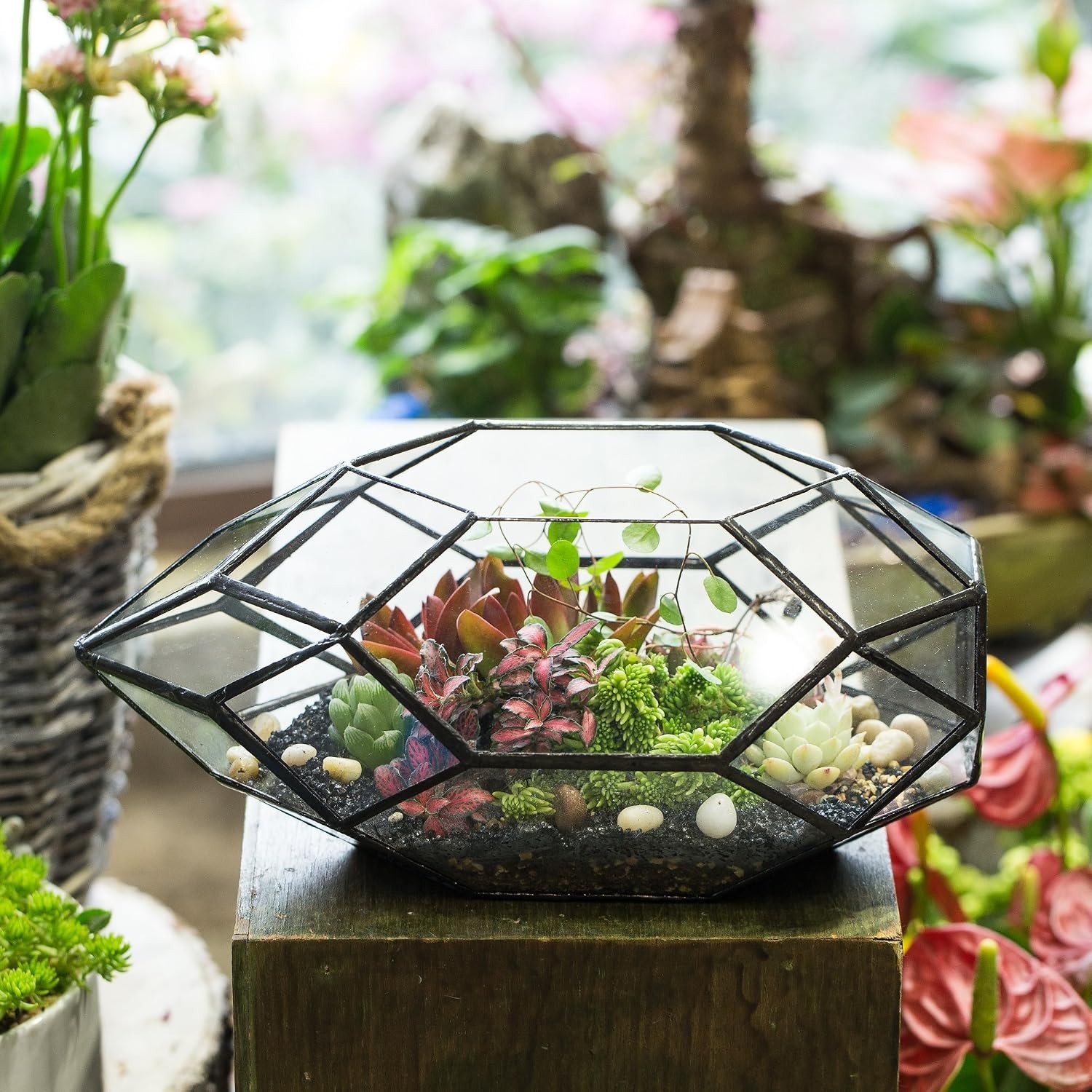 Contemporary 6.5×5.9×11 Glass Terrarium – Perfect for Succulents & Air Plants