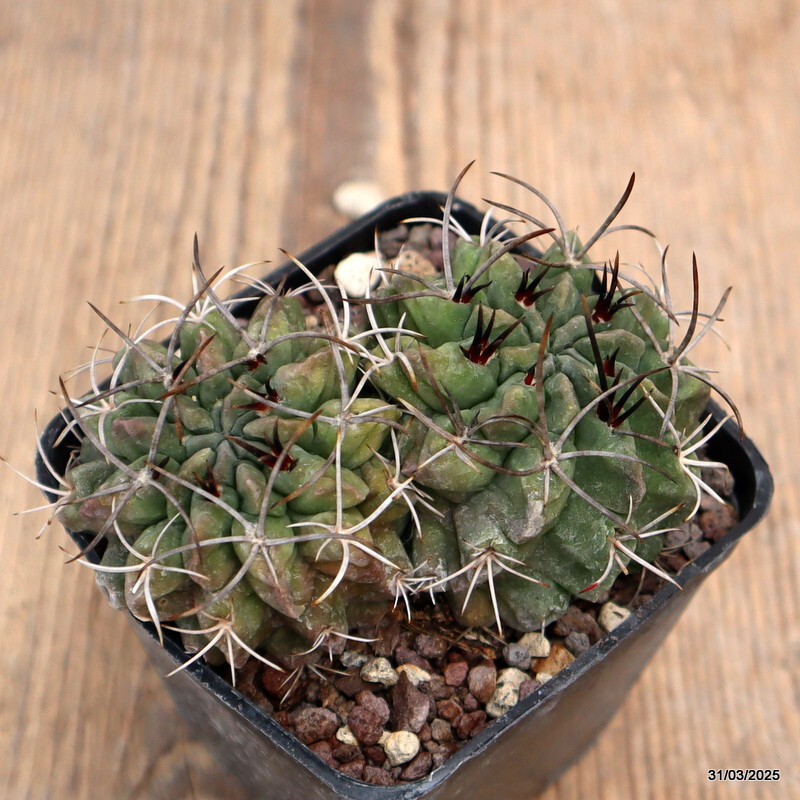 A9189 NEOPORTERIA PAUCICOSTATA DICHOTOMIC pot7-H5-W9 cm MaMa Cactus