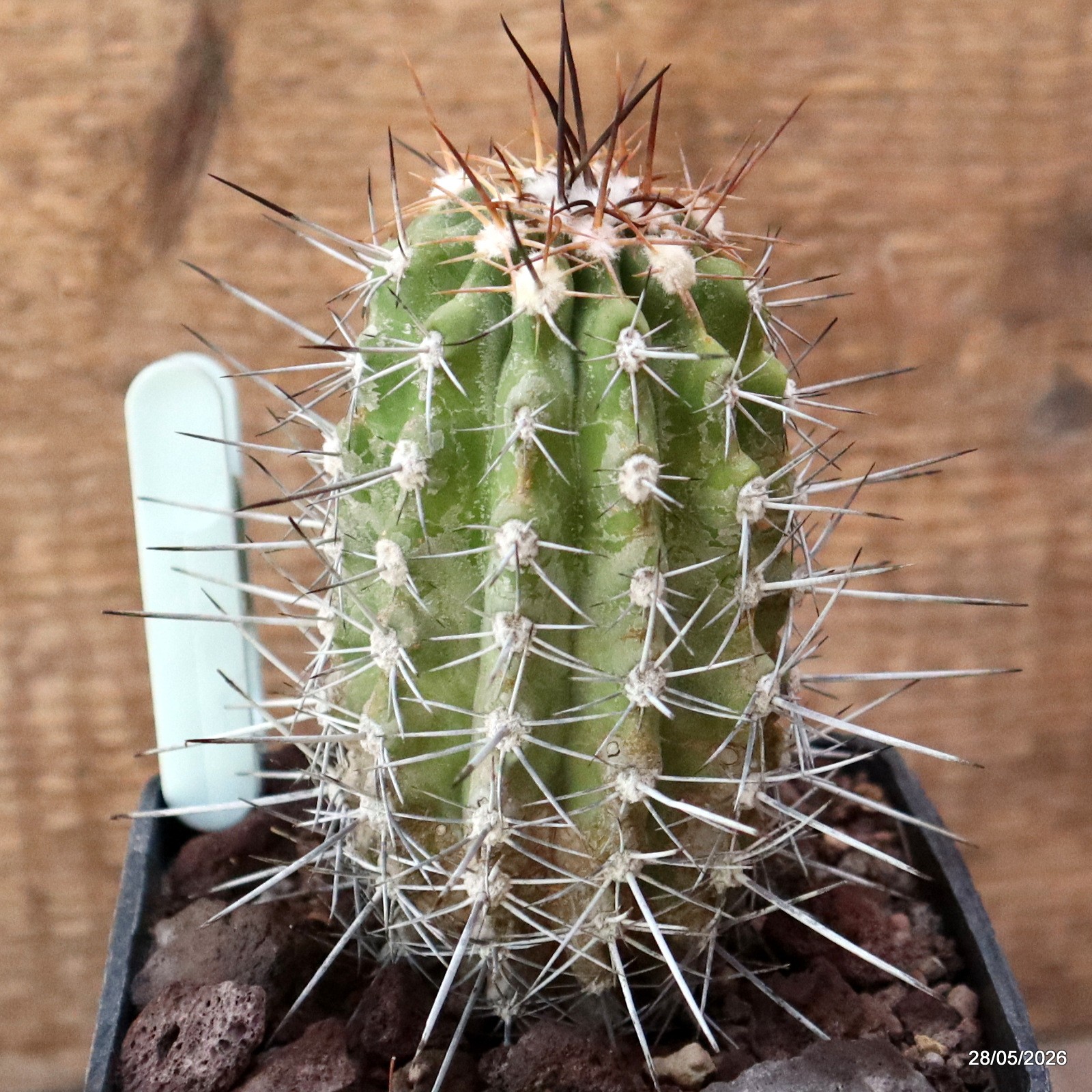 D3494 COPIAPOA LONGISPINA pot10-H11,5-W6 cm MaMa Cactus