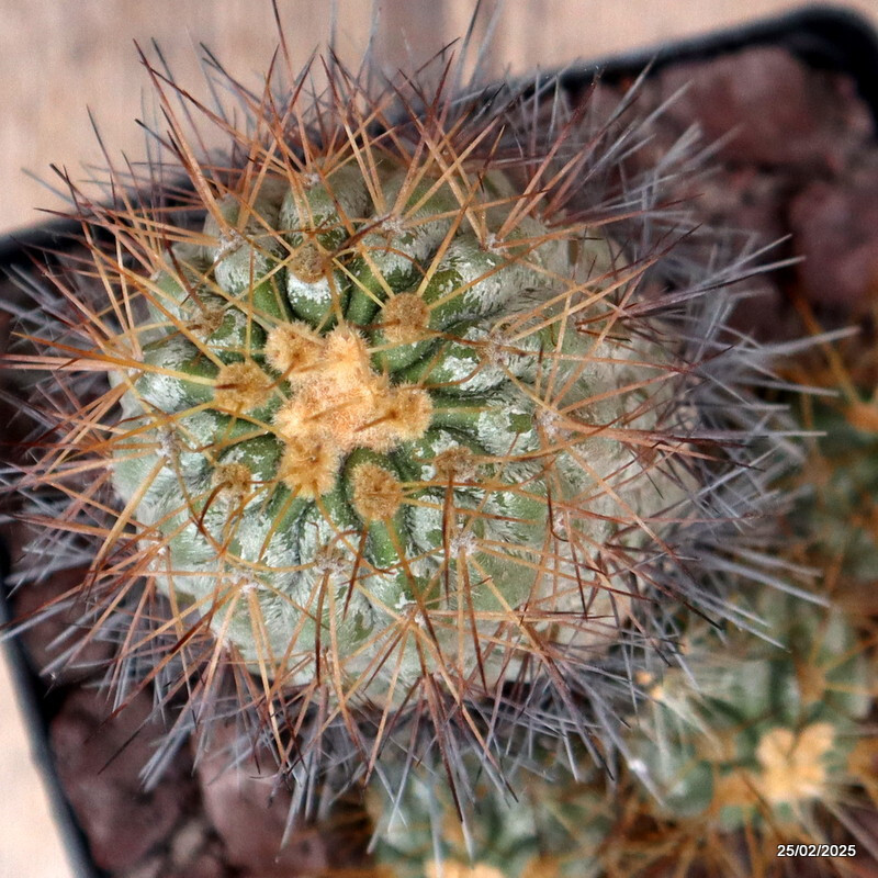 D3791 COPIAPOA HASELTONIANA pot14-H14-W11 cm MaMa cactus
