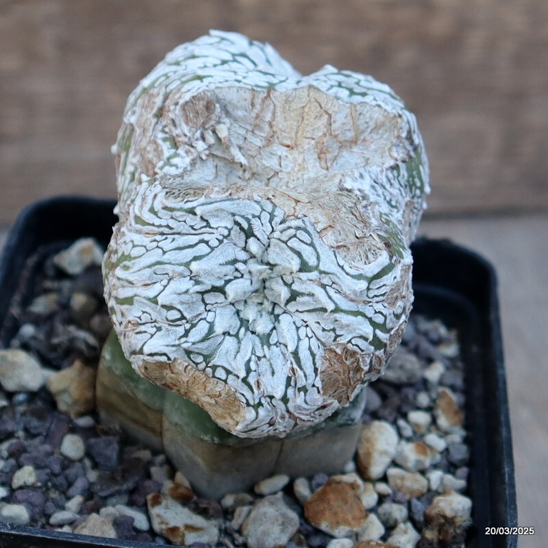 A4878 ASTROPHYTUM SUPERKABUTO “V” TYPE GRAFT pot9-H8-W8 cm MaMa Cactus