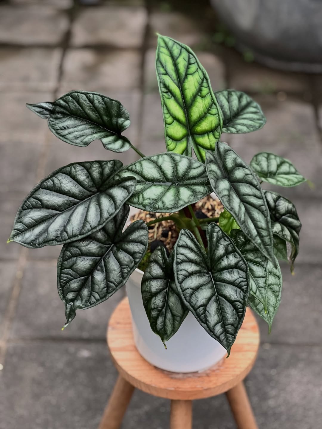Alocasia Dragon Scale Very Beauty Healthy Plant