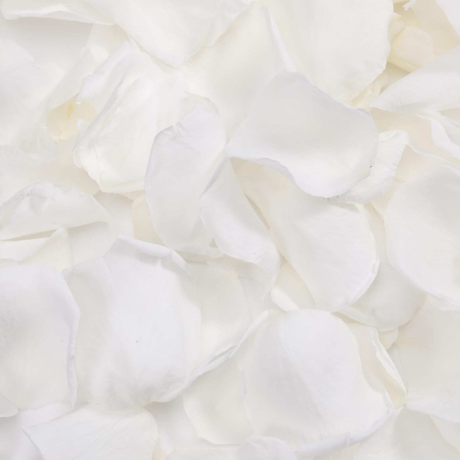 1.4oz White Dried Real Rose Petals, Natural Preserved, Wedding Confetti Decor