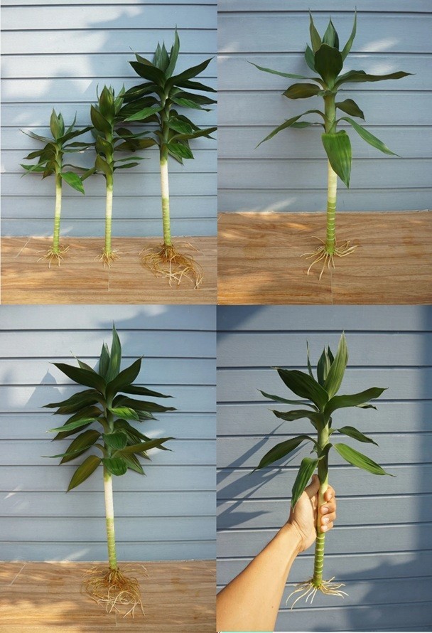 3 Pcs Lucky Bamboo ,Dracaena braunii Tall 25-35 Cm. without root