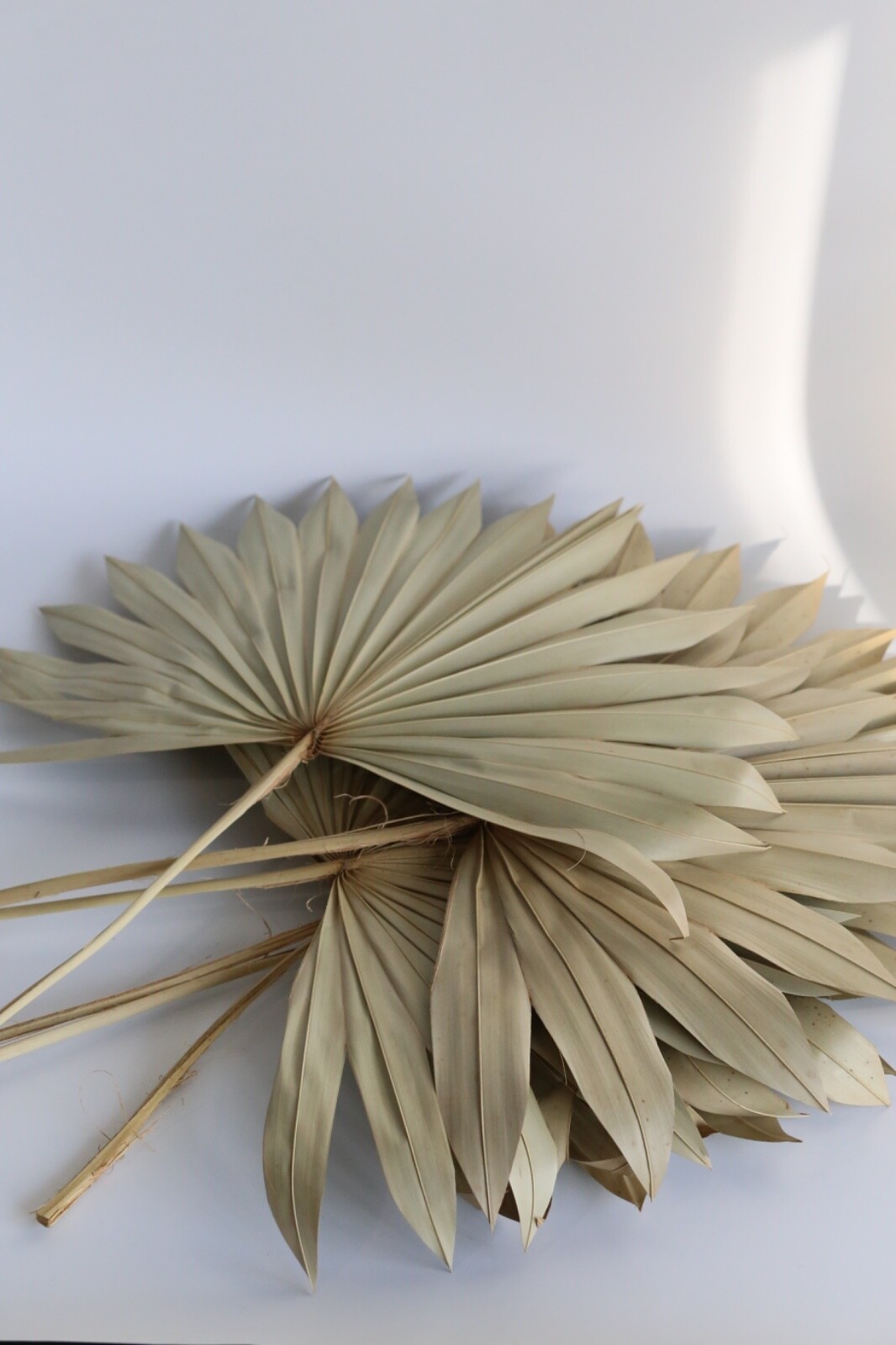 S/6 Palm Frond Spear Botanical Dried Stems