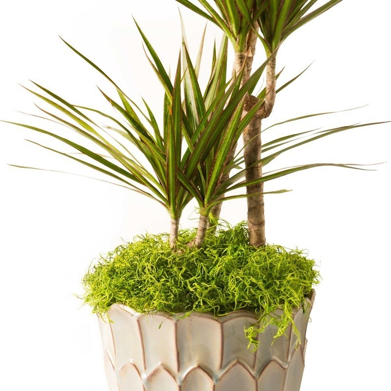 True Green Spanish Moss Preserved Craft Garden Decoration Supplies Pet Friendly