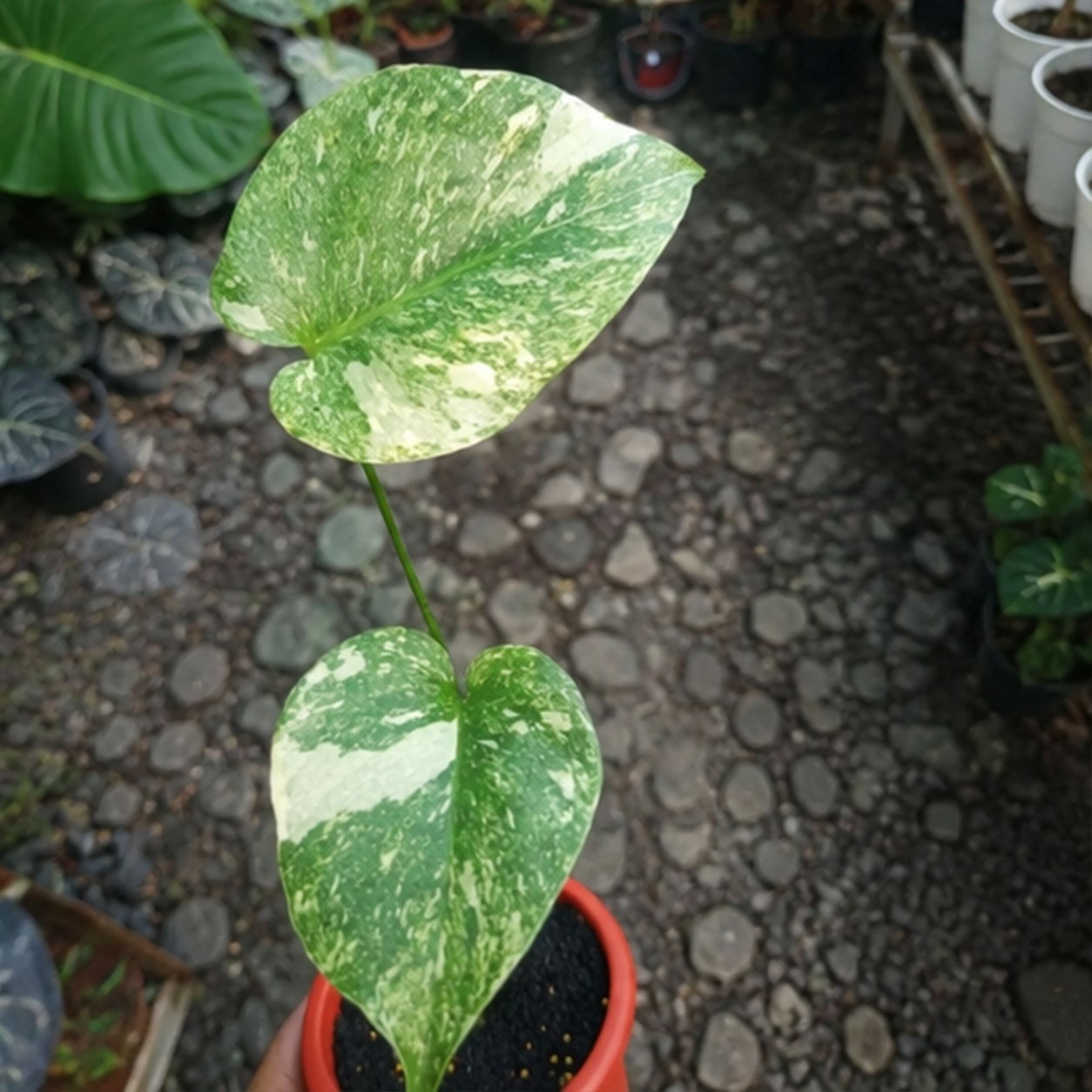 Monstera Legacy Diamond | Rare Variegated Monstera | Collector Aroid