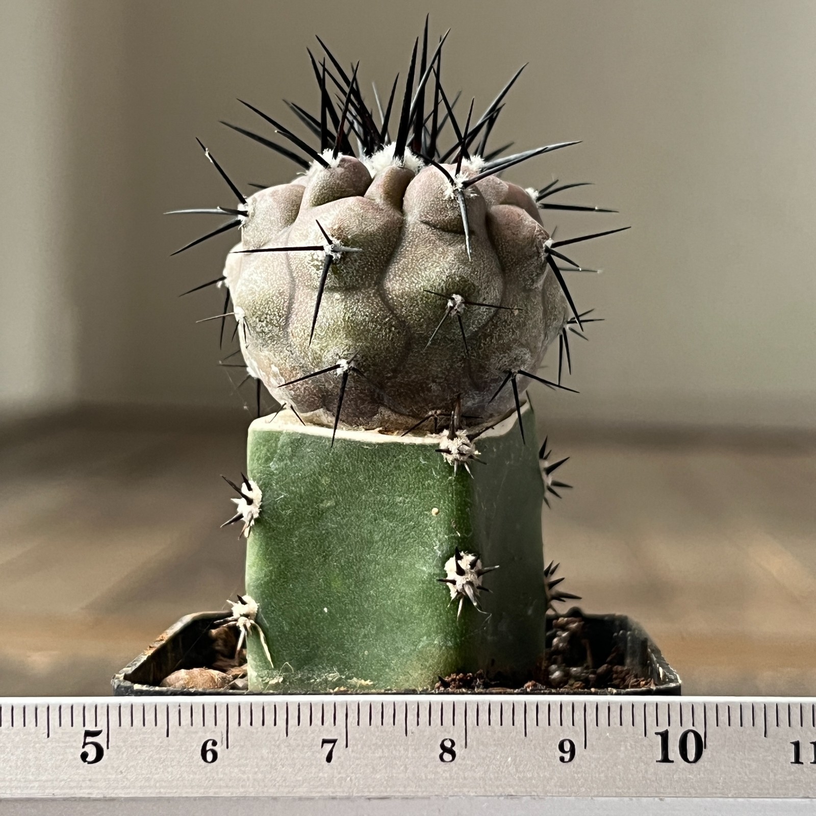 A28-896 Copiapoa cinerea,HR1032,La Quinta, Super Black sp, dark body, white coat
