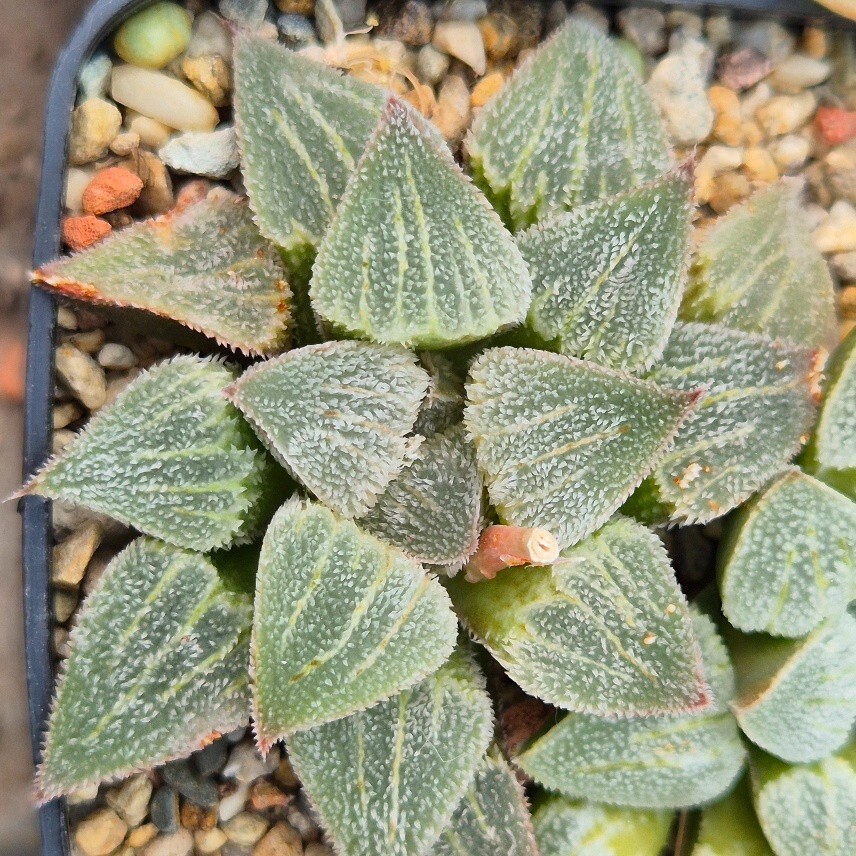 Haworthia comptoniana x pygmaea f. crystallina F2 mix 10seeds 2025 year
