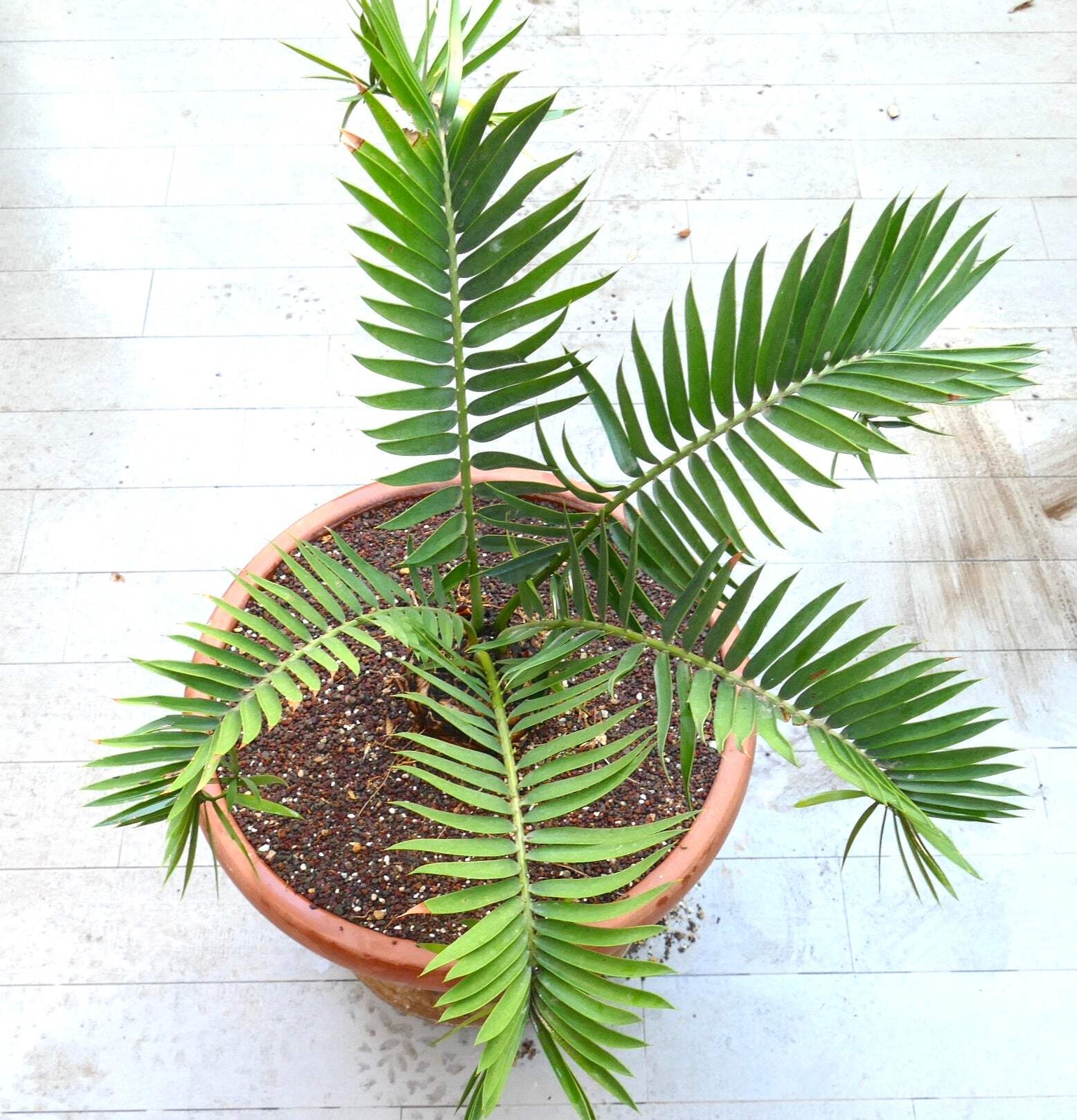 Encephalartos lebomboensis X longifolius 12x11cm CAUDEX – NO latifrons hirustus