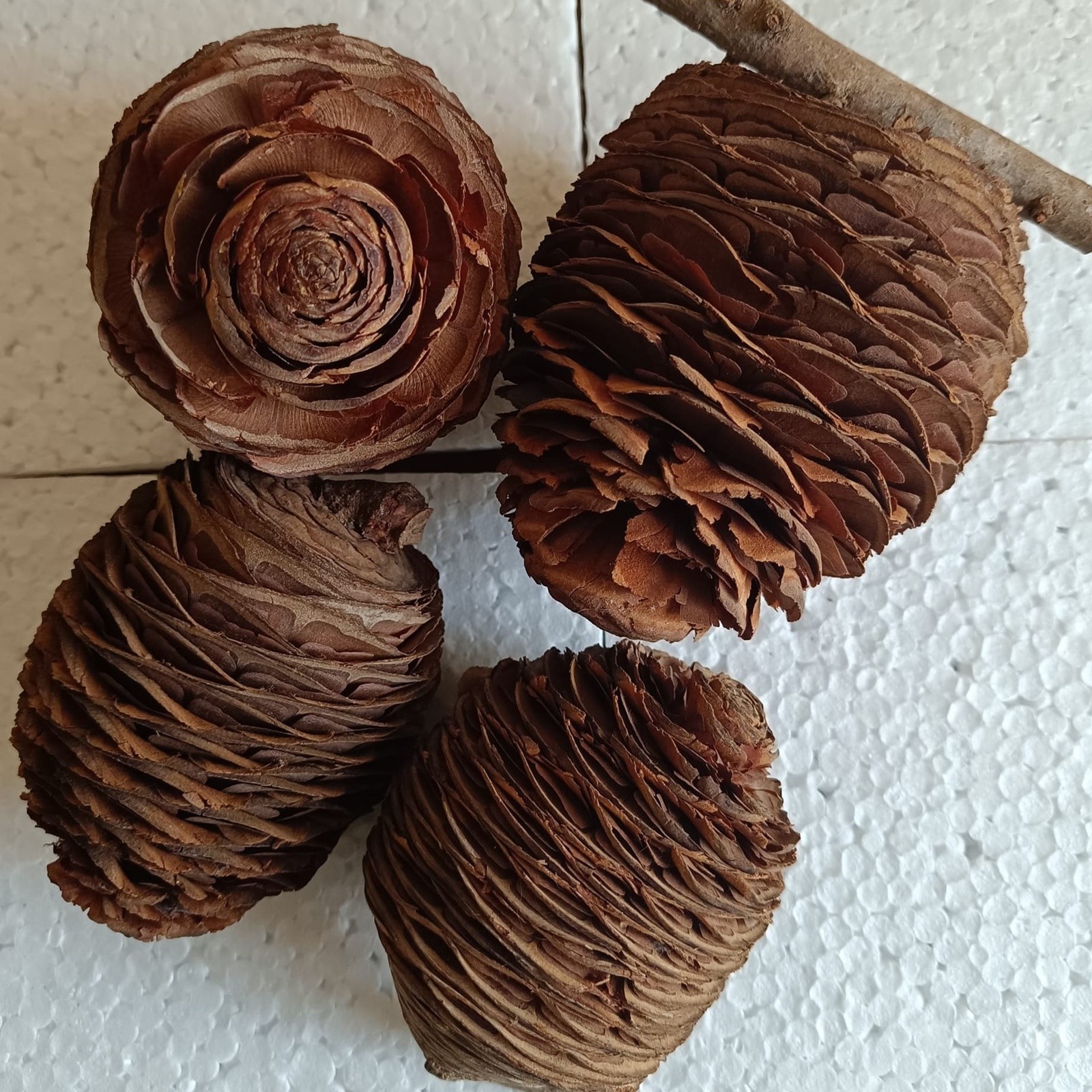 1 Pcs Cedar Cone Of Lebanon | Cedrus Libani Cedar Cone