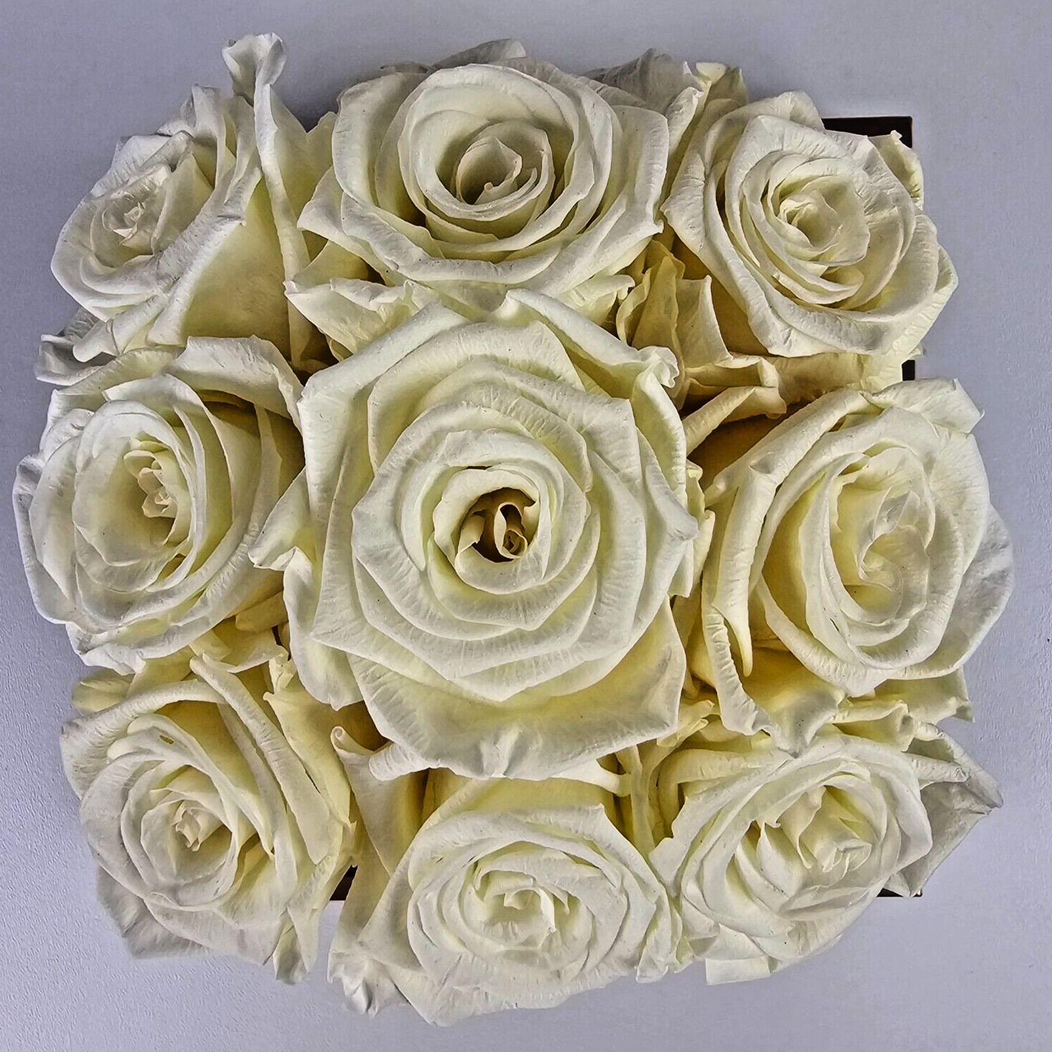 Glam Fleur Preserved 9 White Cream Real Roses in Square Gift Box
