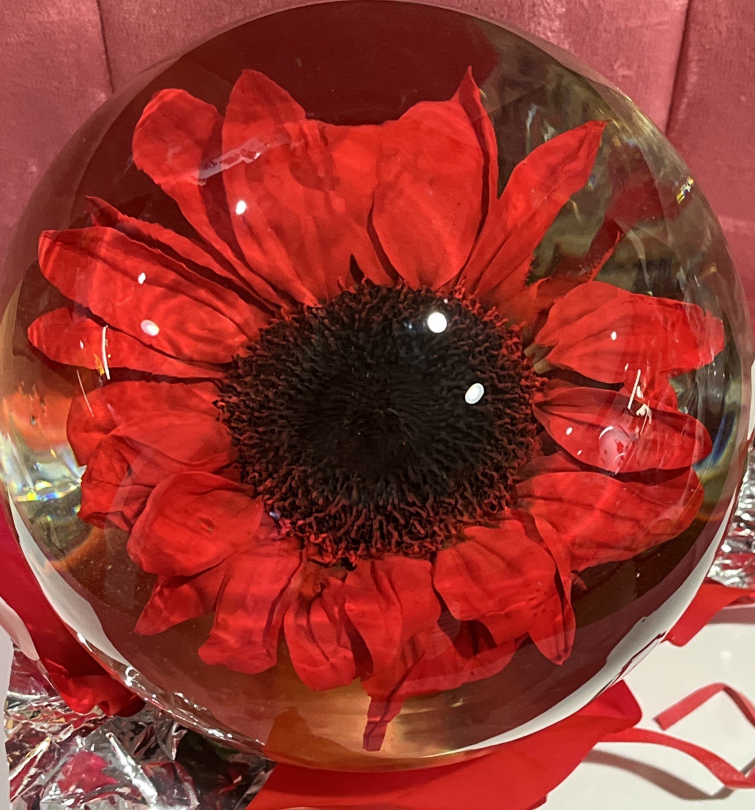 Vtg. Red Eternal Real Gerber Daisy Preserved Ball In Water Dome/Globe; Lg 6”-7”