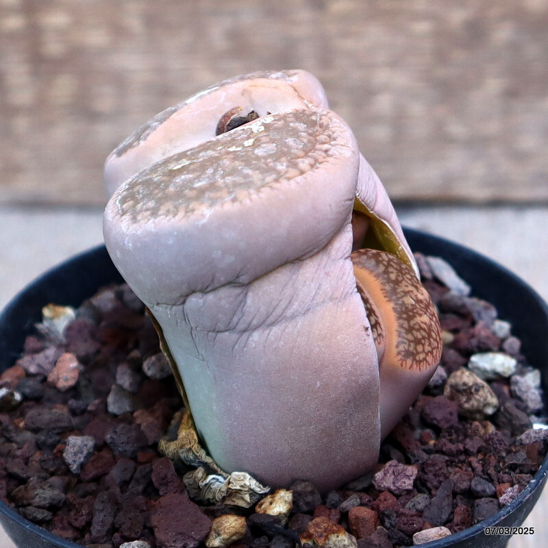 A6161 LITHOPS AUCAMPIAE pot 10 cm H 5 cm W 8 cm MaMa Cactus