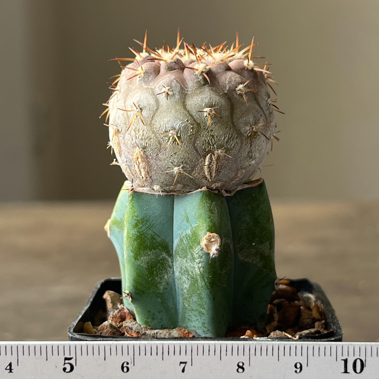 A54-4345 Copiapoa columna-alba, JN1295, NP Pan de Azucar, 57m, grafted