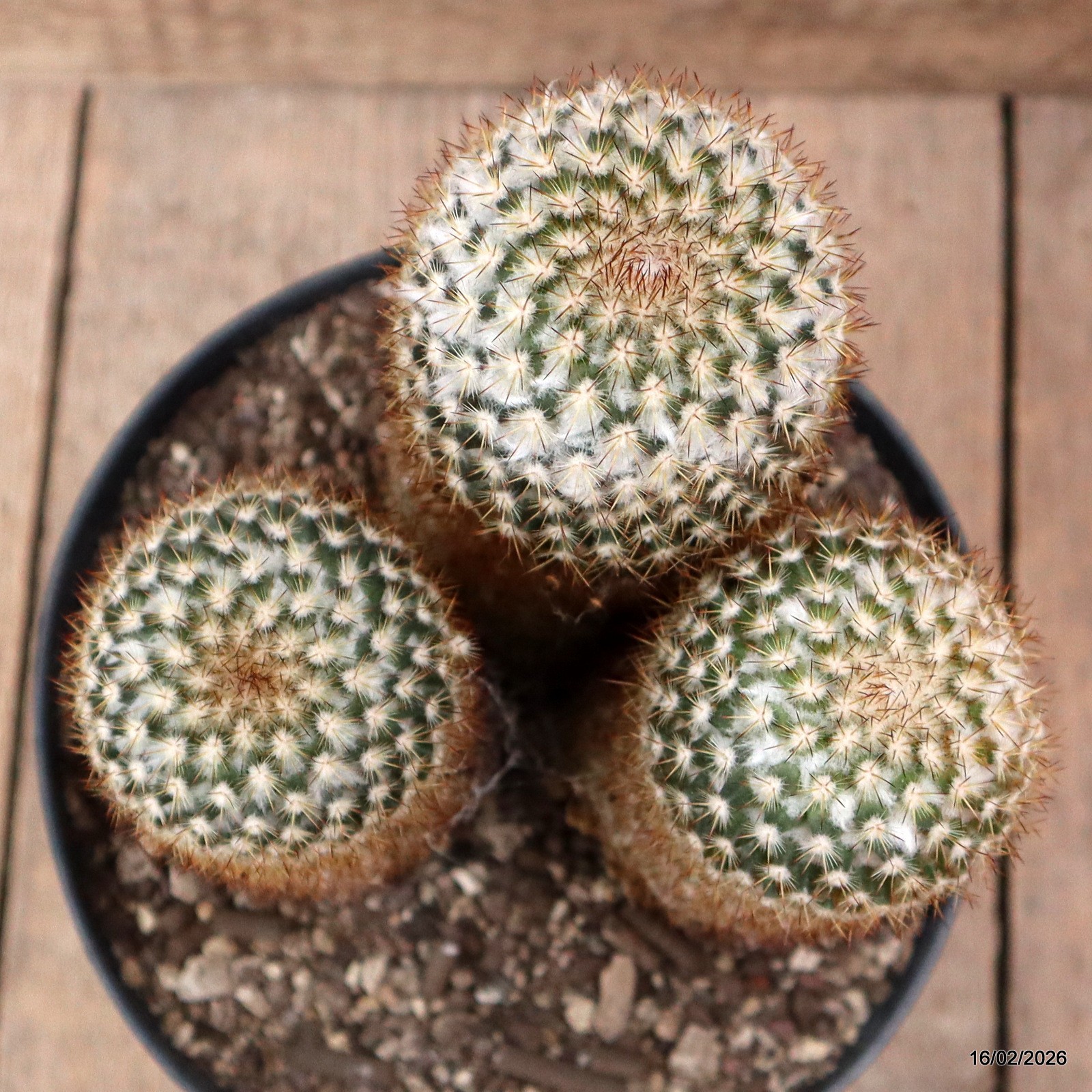 D7801 MAMMILLARIA COLUMBIANA pot18-H19-W13 cm MaMa Cactus