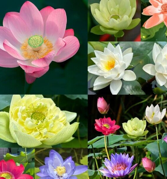 Bonsai / Bowl LOTUS Pre Sprouted Mixed Colors 6 In tube Started (2) Plants Tongs