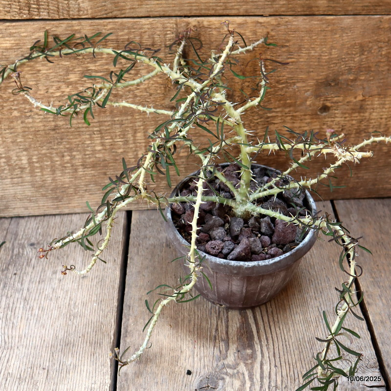 D4555 EUPHORBIA SAKARAHAENSIS pot15-H16-W40 cm MaMa Cactus