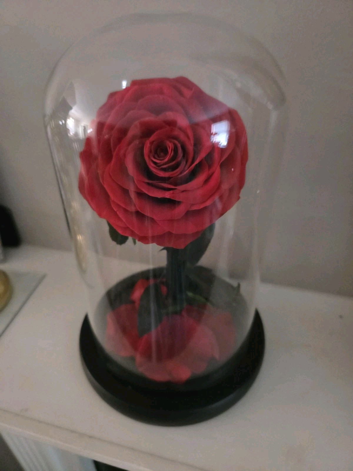 Forever Preserved Rose – Eternal in Dome-Box Mother Day Anniversary Romance Love