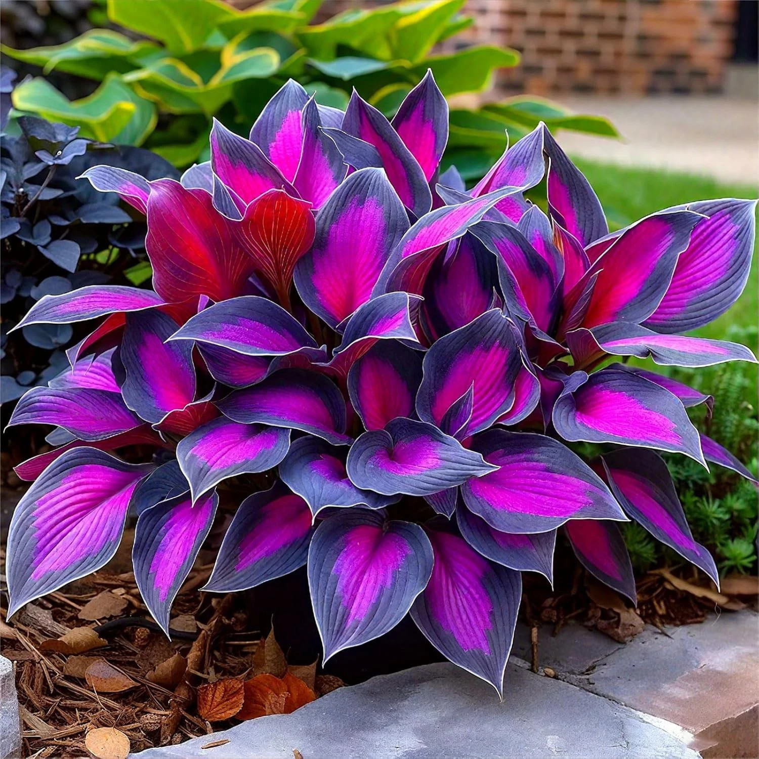 Hosta Seeds – 200 Rare Black Purple Hosta Plants Seeds for Planting Outdoor