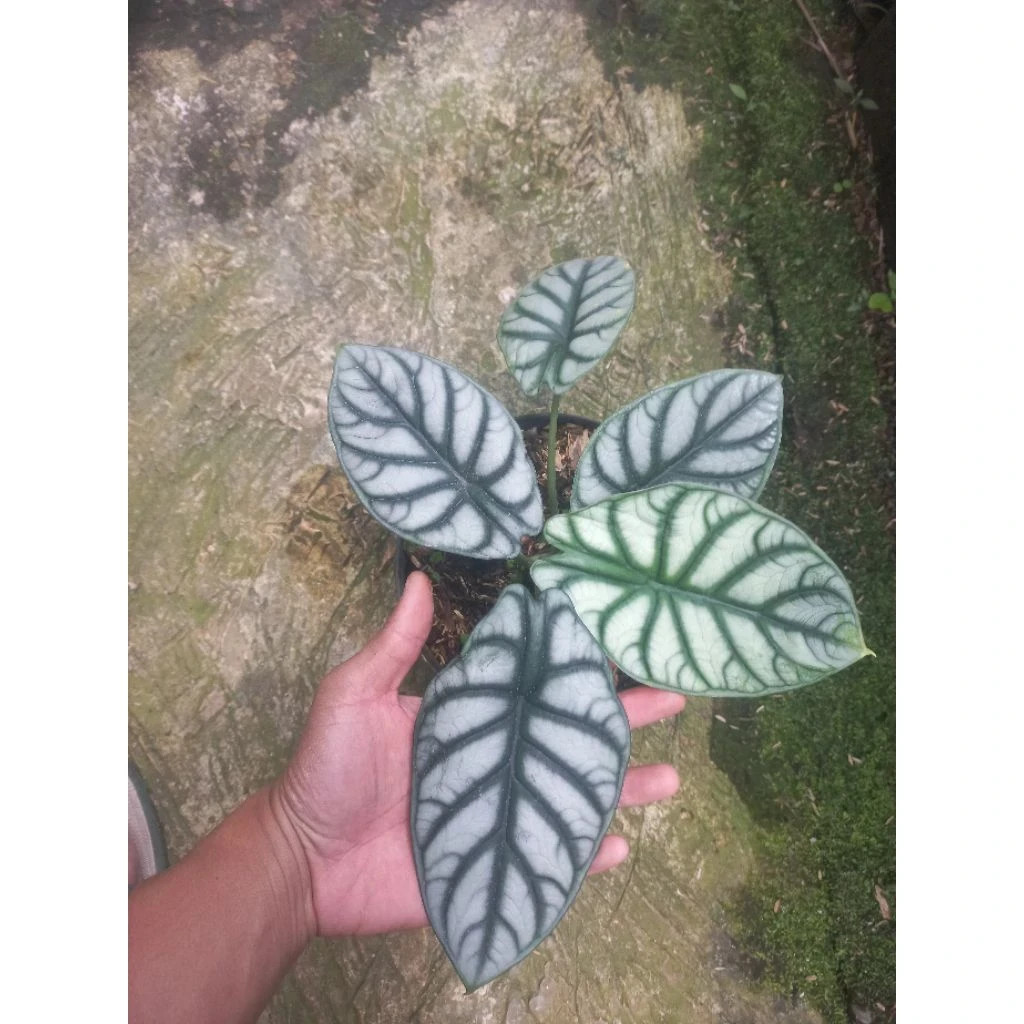 Alocasia Silver Dragon Rare Baginda Unique Live Tropical Plant PL106