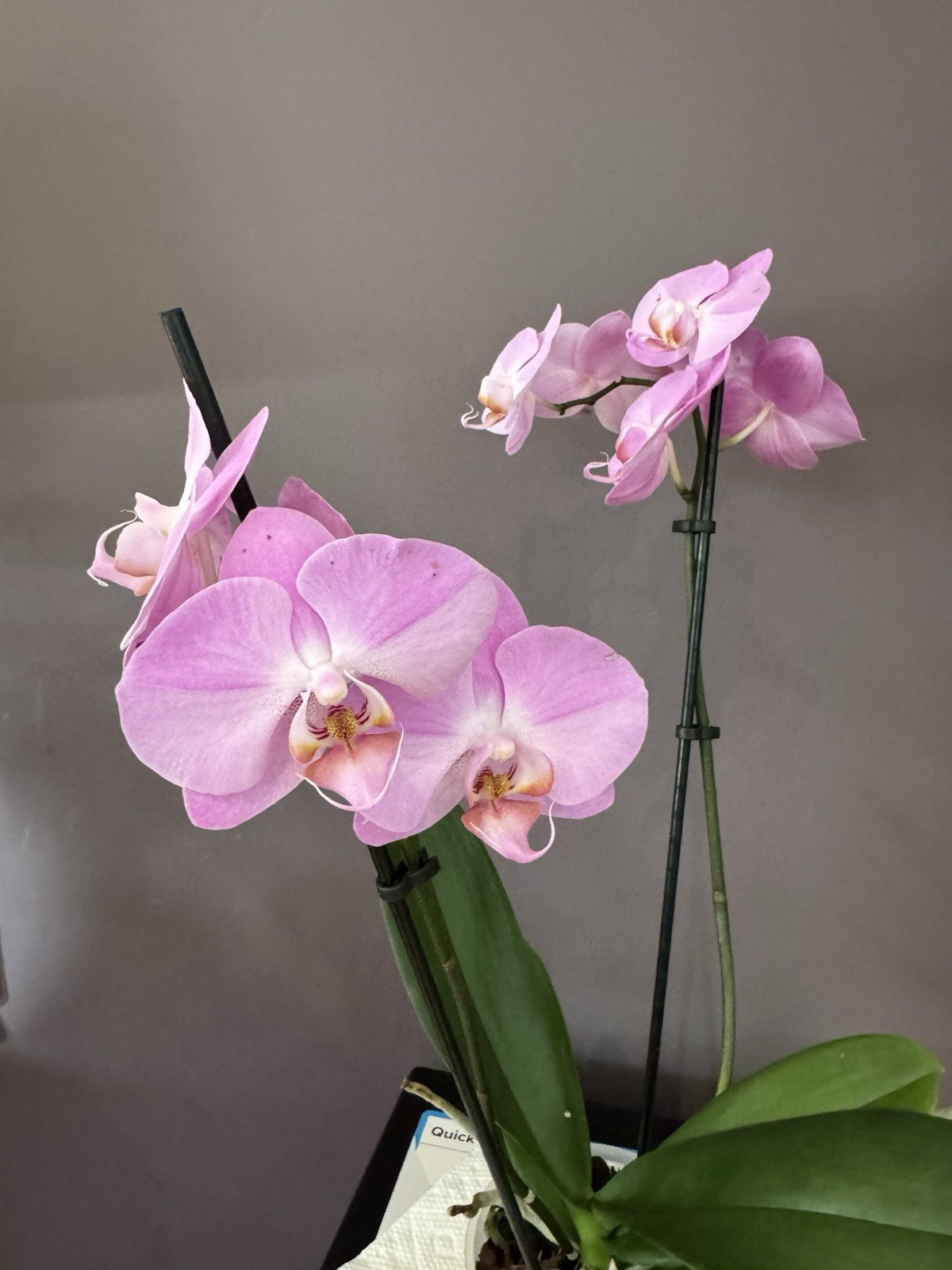 Beautiful phalaenopsis orchid plant In Full Bloom