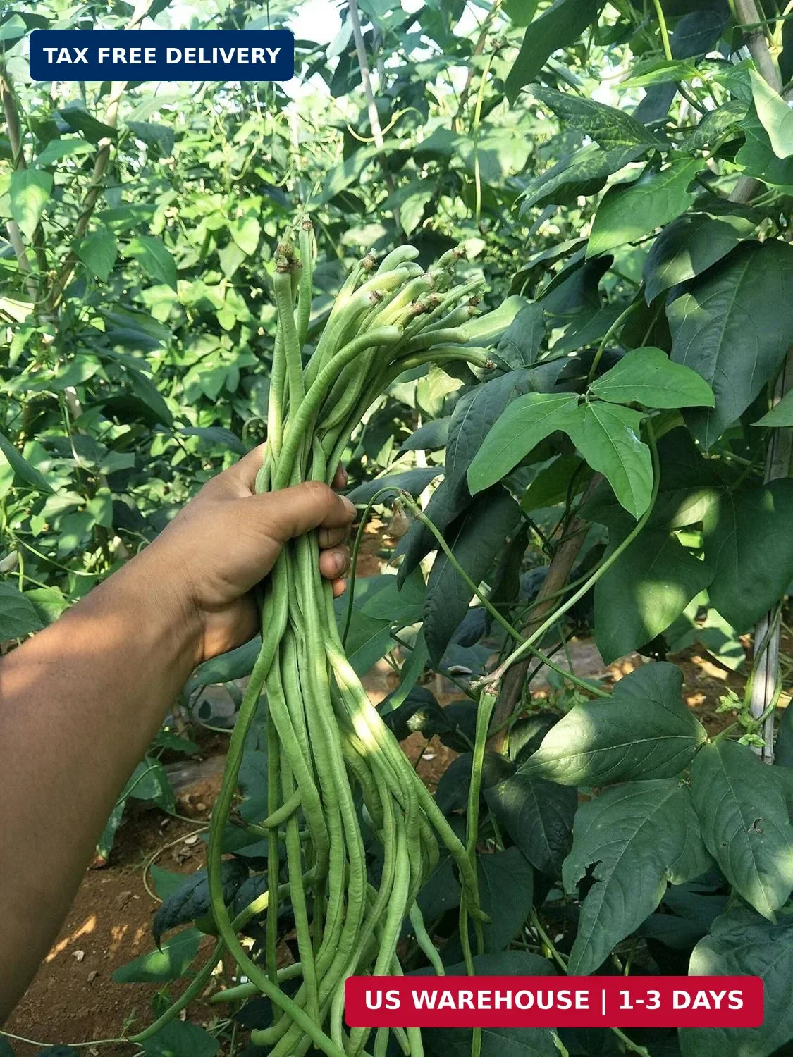 30+ Yard Long Bean Seeds Asian Vegetable Long Bean String Beans Productive USA