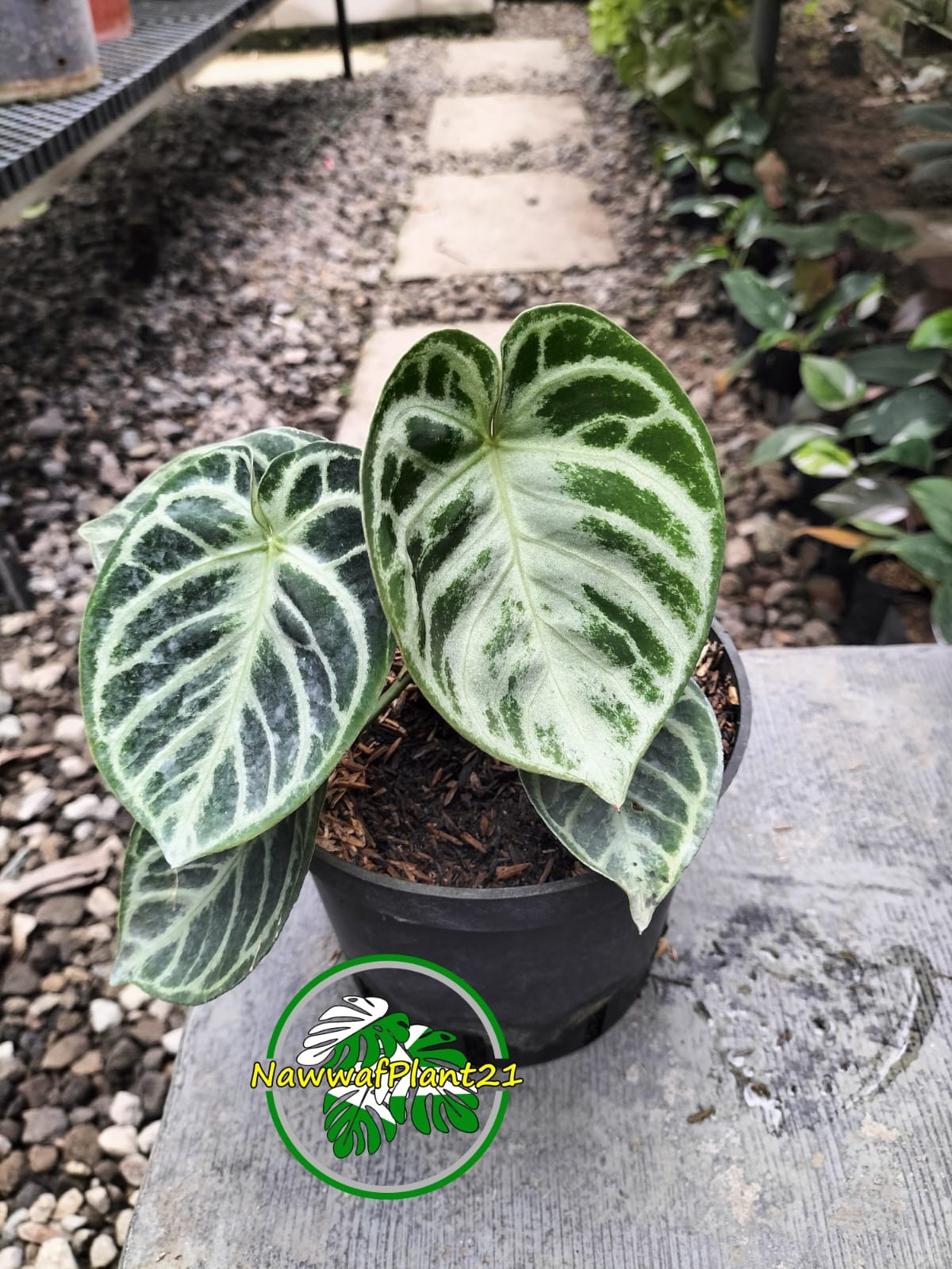 Anthurium Dorayaki Orthodoxs Real Picture Size Medium