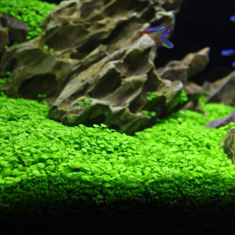 Aquarium Plant seeds Fish Tank Aquatic Water Grass Foreground Easy Plants 10g