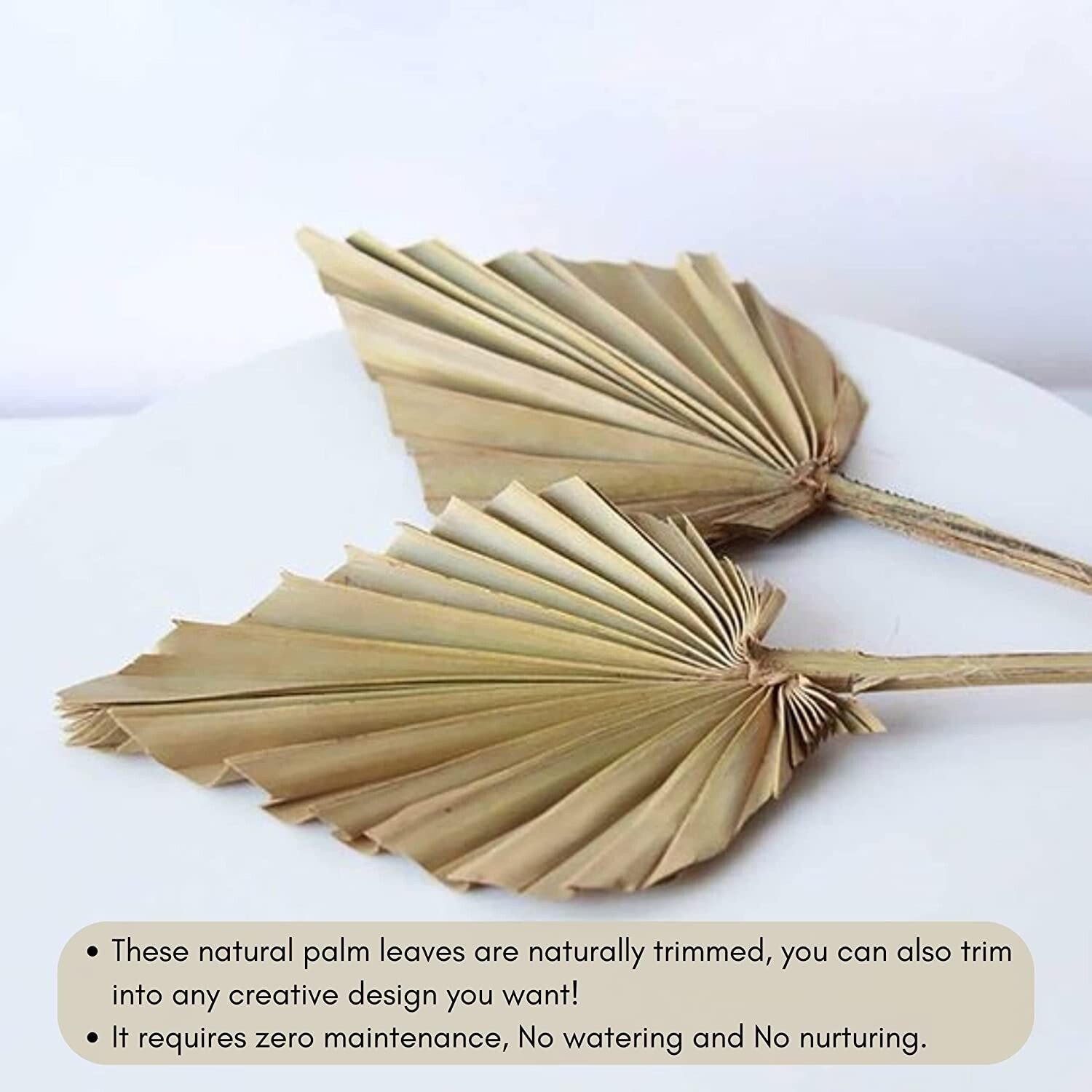Dried Palm Leaves Pack of 12 Heart Oval Shape Dried Palm Spears