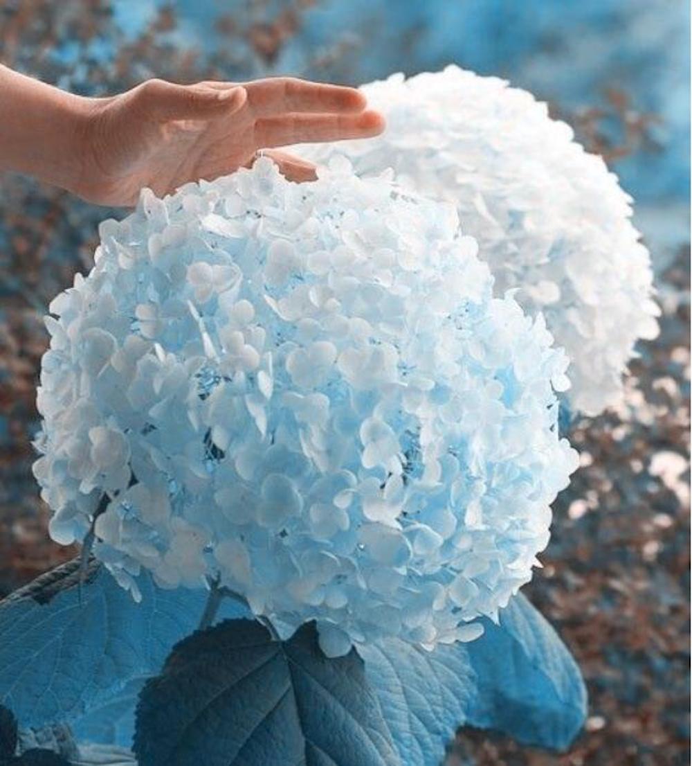 (10) HYDRANGEA SEEDS rare exotic flower bloom garden plant USA SELLER W/TRACK