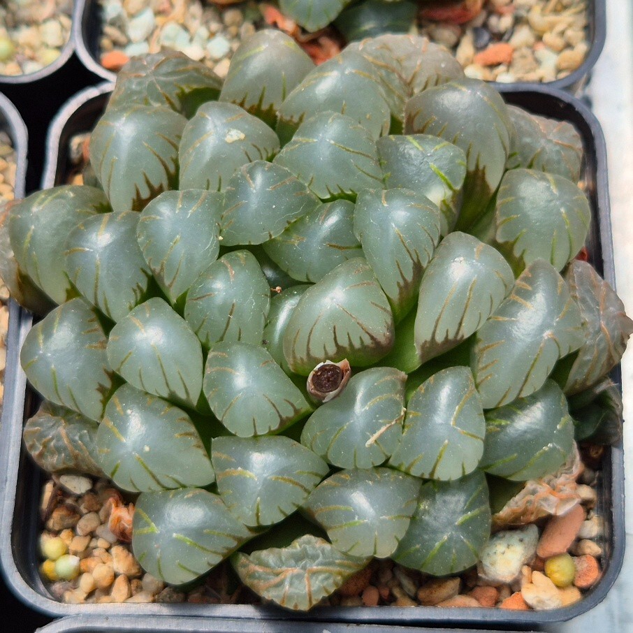 Haworthia obtusa ‘Purple Dodson’ F2 100seeds 2025 year