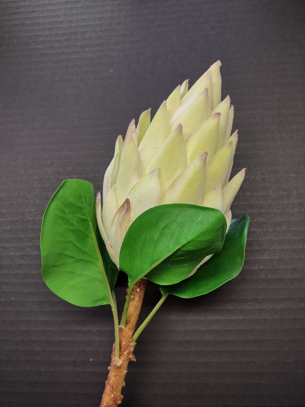 Protea Stems. Hawaiian Flowers. Tropical Flowers MINT/CREAM