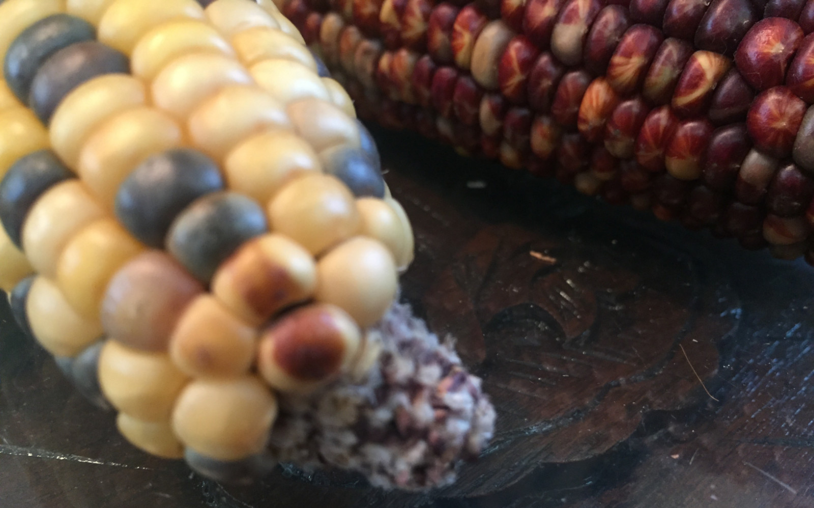 native american Indian Corn various lengths Thanksgiving Fall Decor