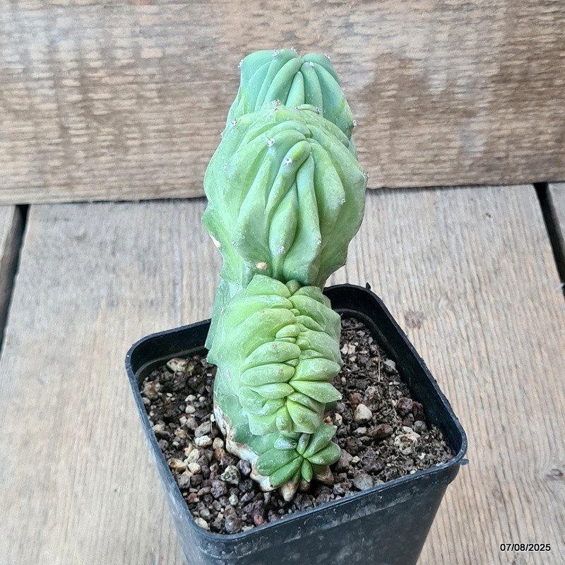 D5753 MYRTILLOCACTUS GEOMETRIZANS CRESTED pot8-H11-W12 cm MaMa Cactus