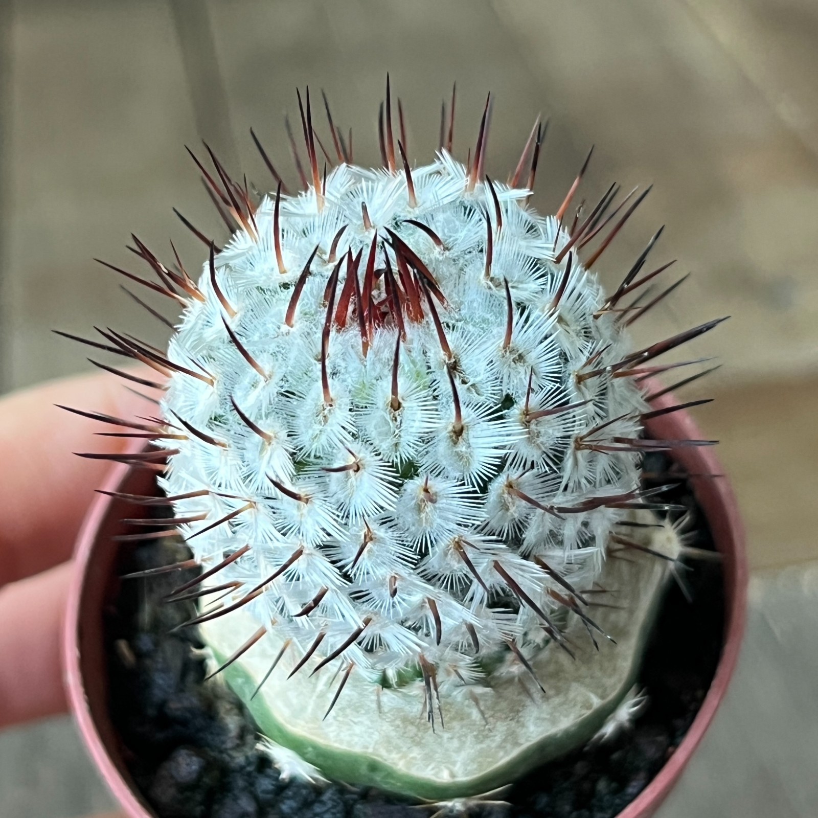 A50-1536 Mammillaria andersoniana, grafted