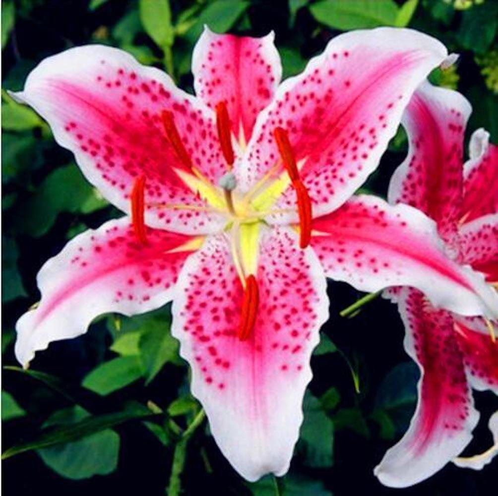(10) LILY SEEDS rare exotic flower bloom home blossom garden USA SELLER W/TRACK