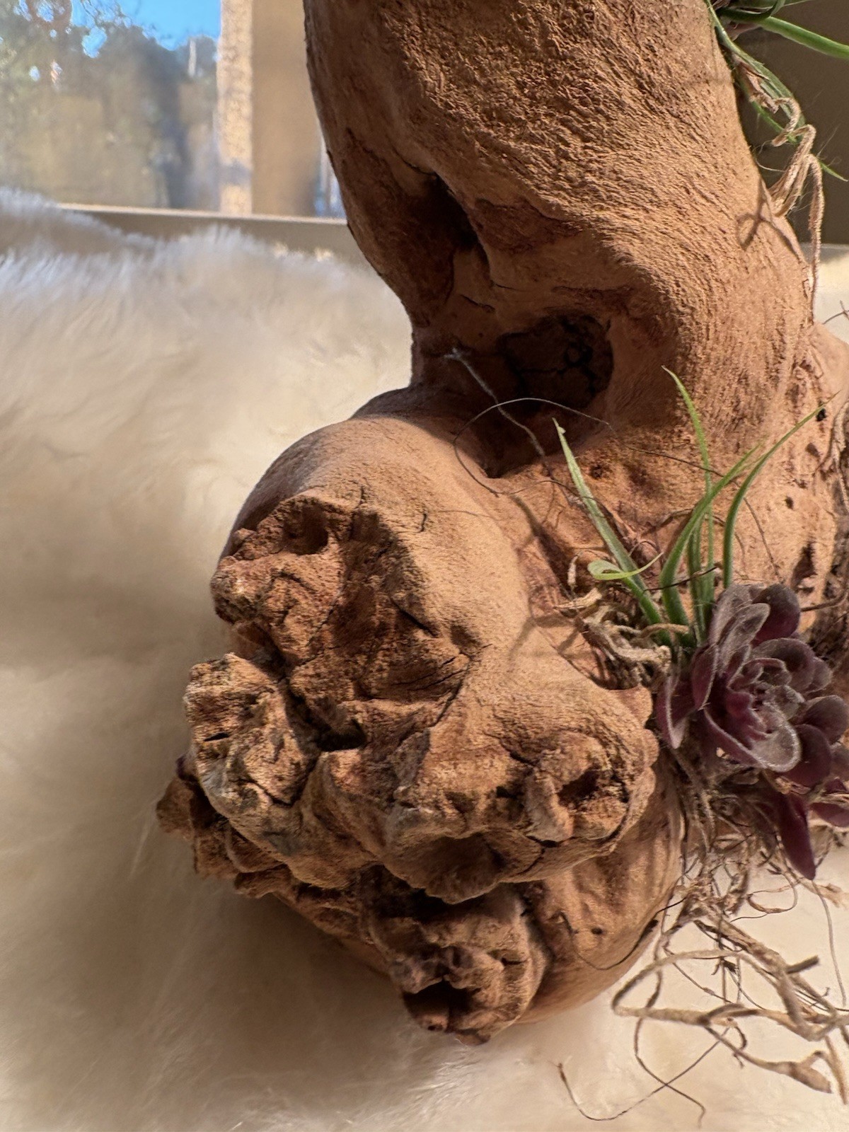 Grapewood Branch Natural Rare Piece Decorative With Colored Succulent Grass